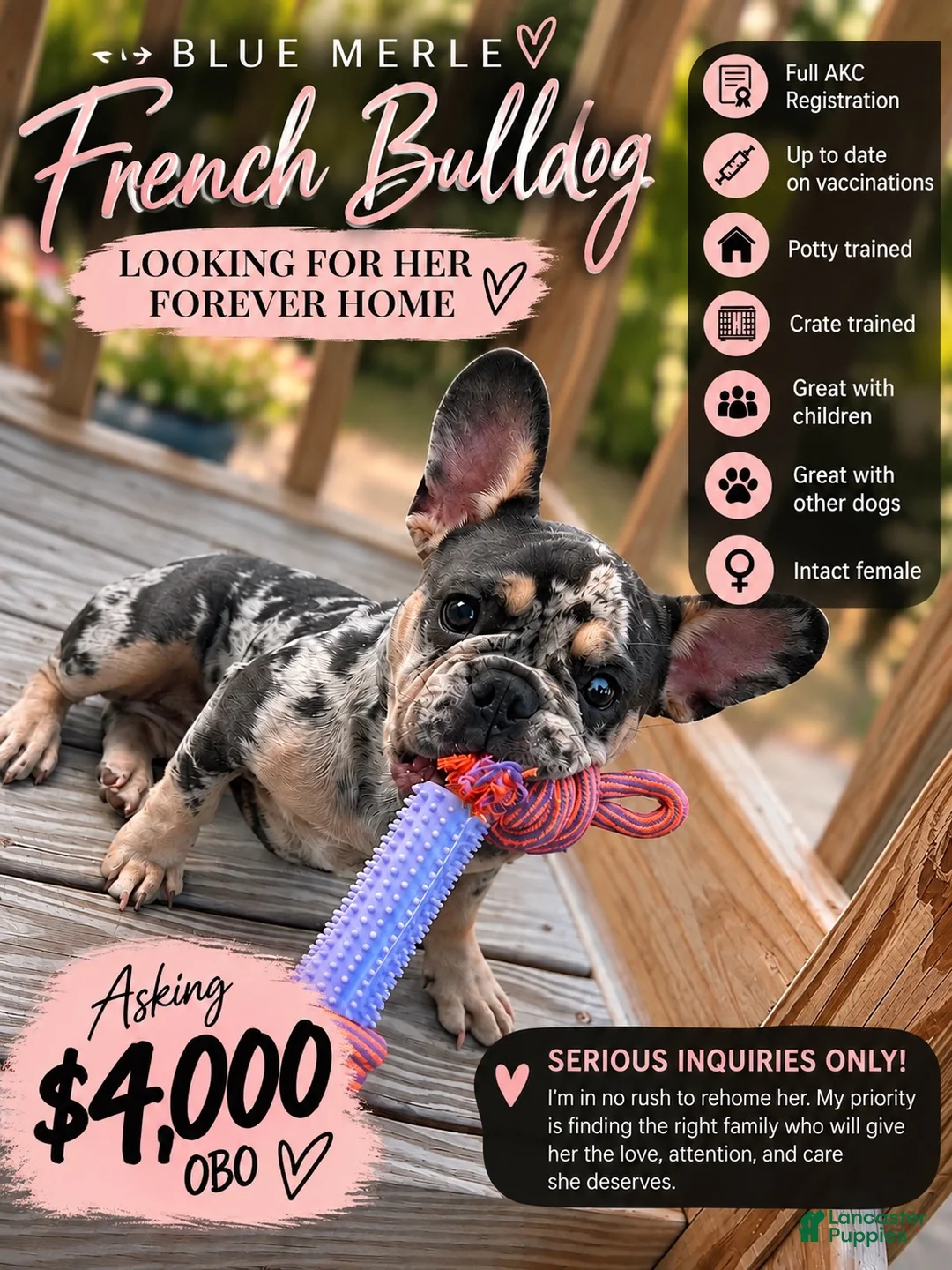 French Bulldog dogs for sale: French Bulldog  - Ad 2
