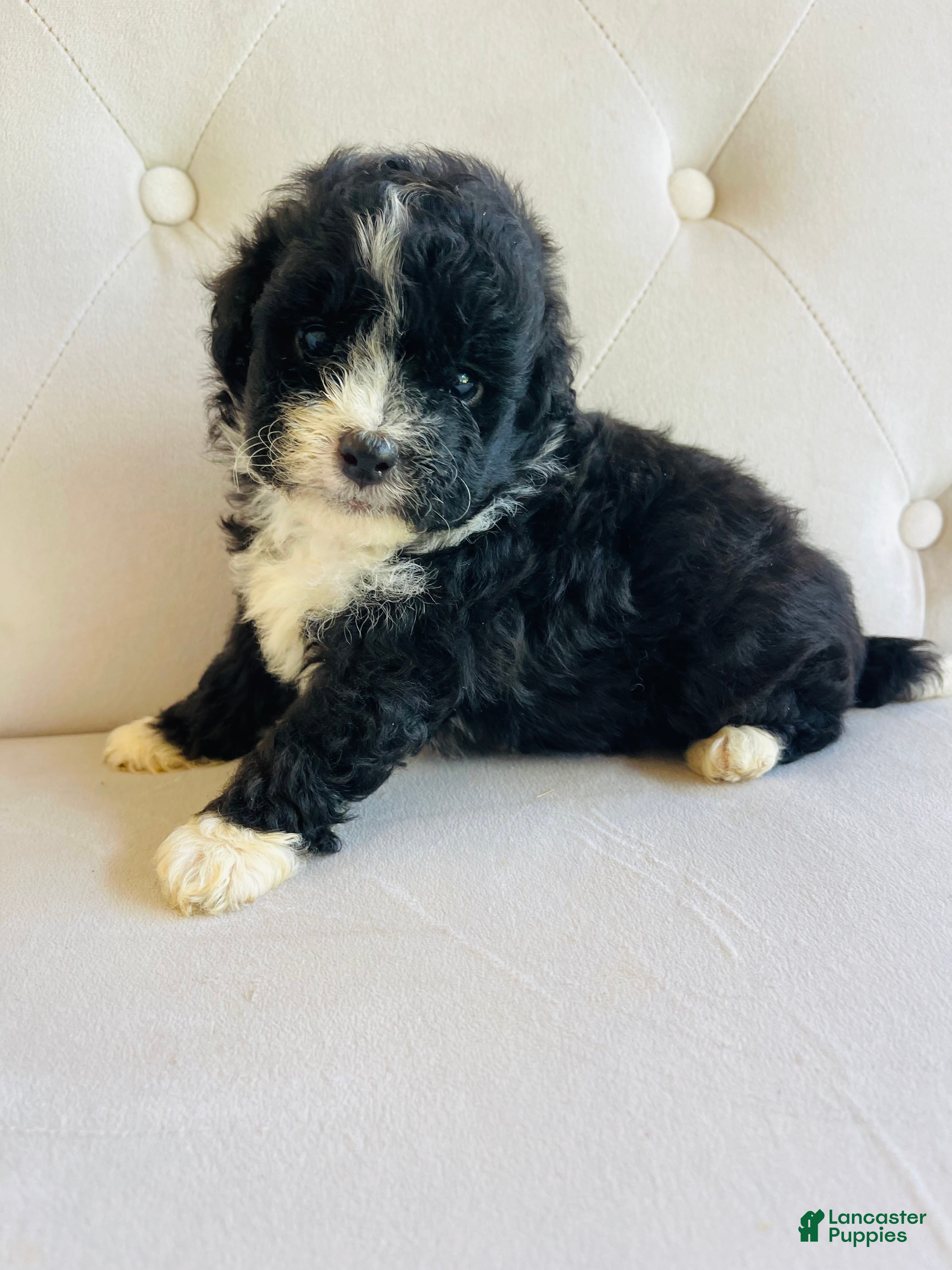 Bernedoodle dogs Pandora ❤️ Micro mini Bernedoodle female  - Ad 1