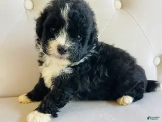 Bernedoodle dogs Pandora ❤️ Micro mini Bernedoodle female - Ad 1