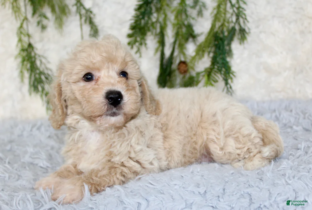 Bichpoo dogs for sale: Bichpoo 2 - Ad 5