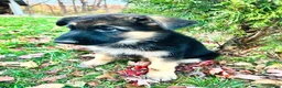 German Shepherd dogs for sale: Liberty - Ad 8