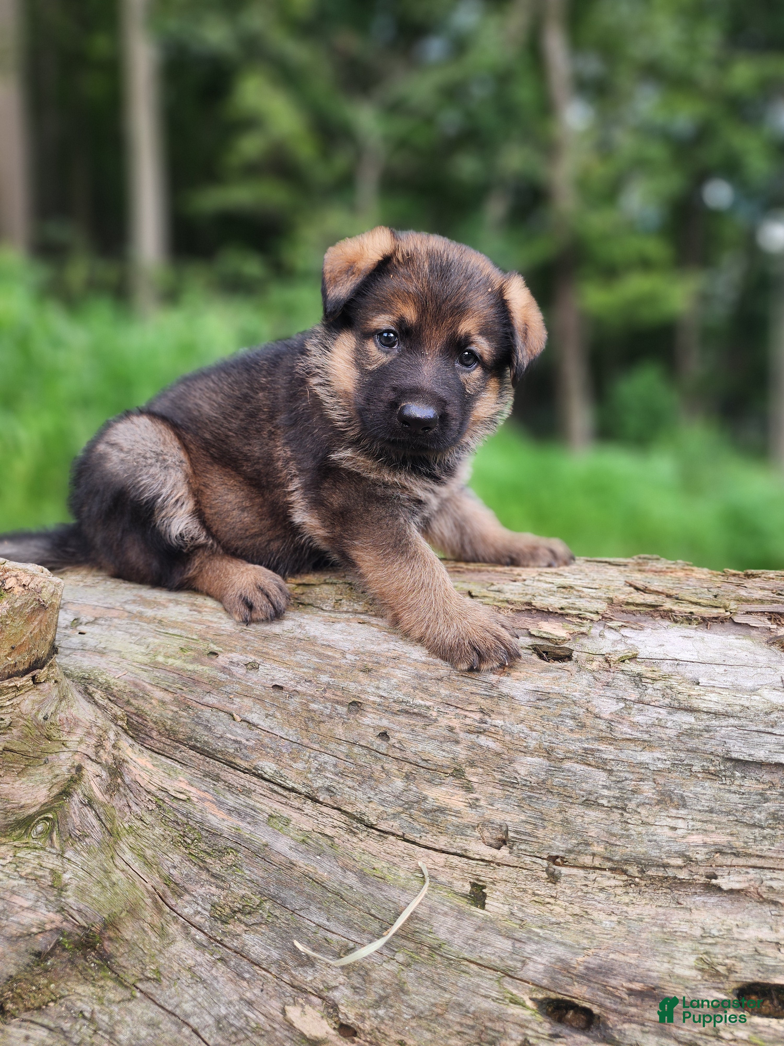 German Shepherd dogs Trusa - Ad 1