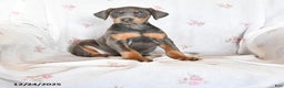 Doberman Pinscher dogs for sale: Sarah - Ad 1