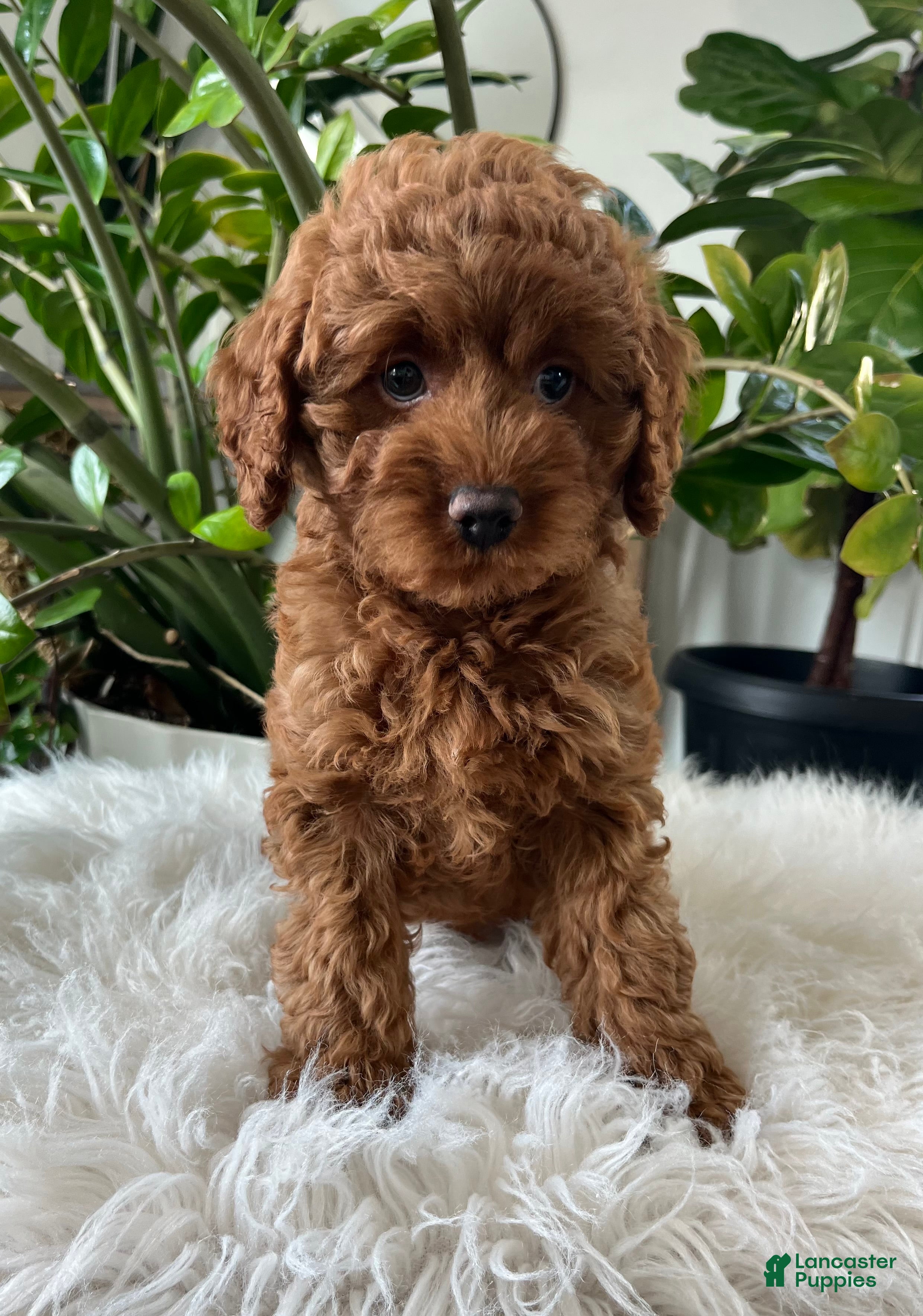 Cavapoo dogs Dixie  - Ad 1
