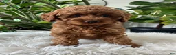 Cavapoo dogs for sale: Dixie  - Ad 1