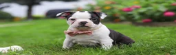 Boston Terrier dogs for sale: Sherry - Ad 5