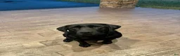 Labrador Retriever dogs for sale: Labrador Retriever Puppy 5 - Ad 4