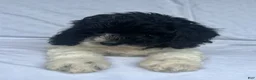 Mini Goldendoodle dogs for sale: Snoop - F1b Golden Doodle - Ad 6