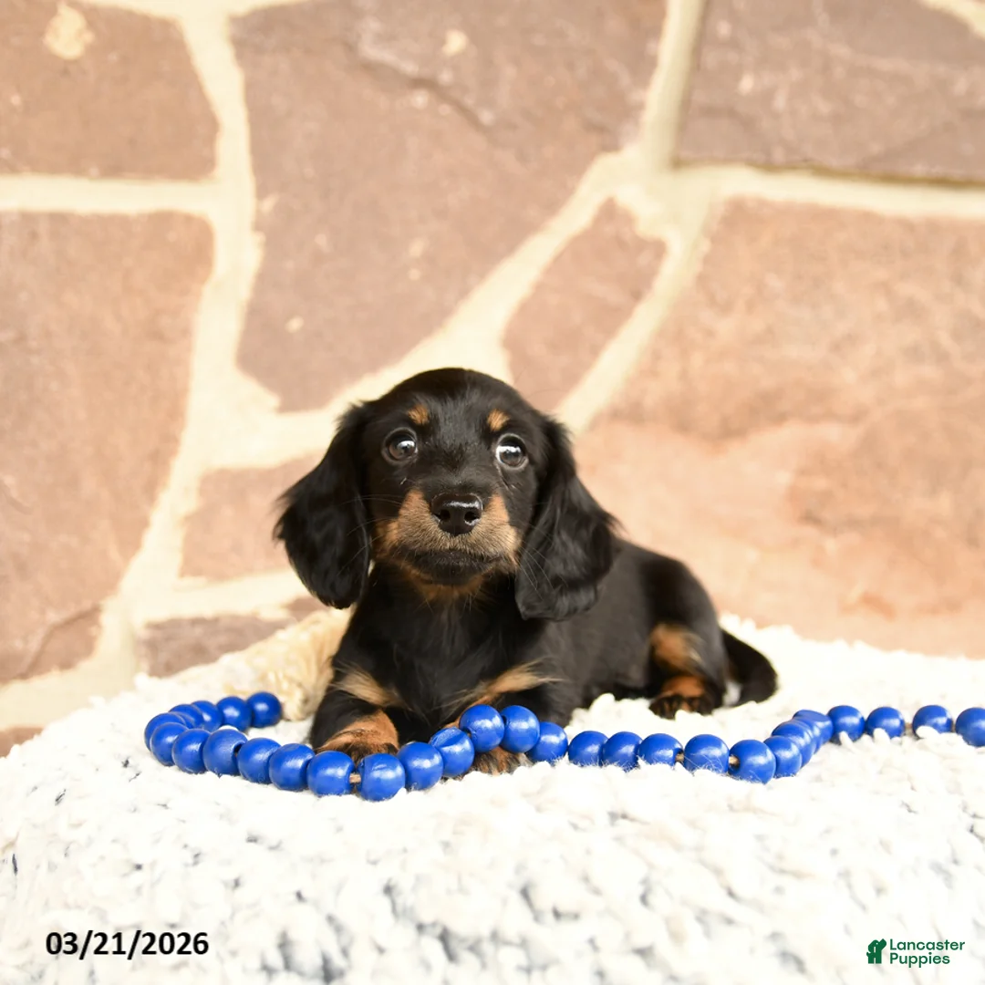Miniature Dachshund dogs for sale: Dixie - Ad 2