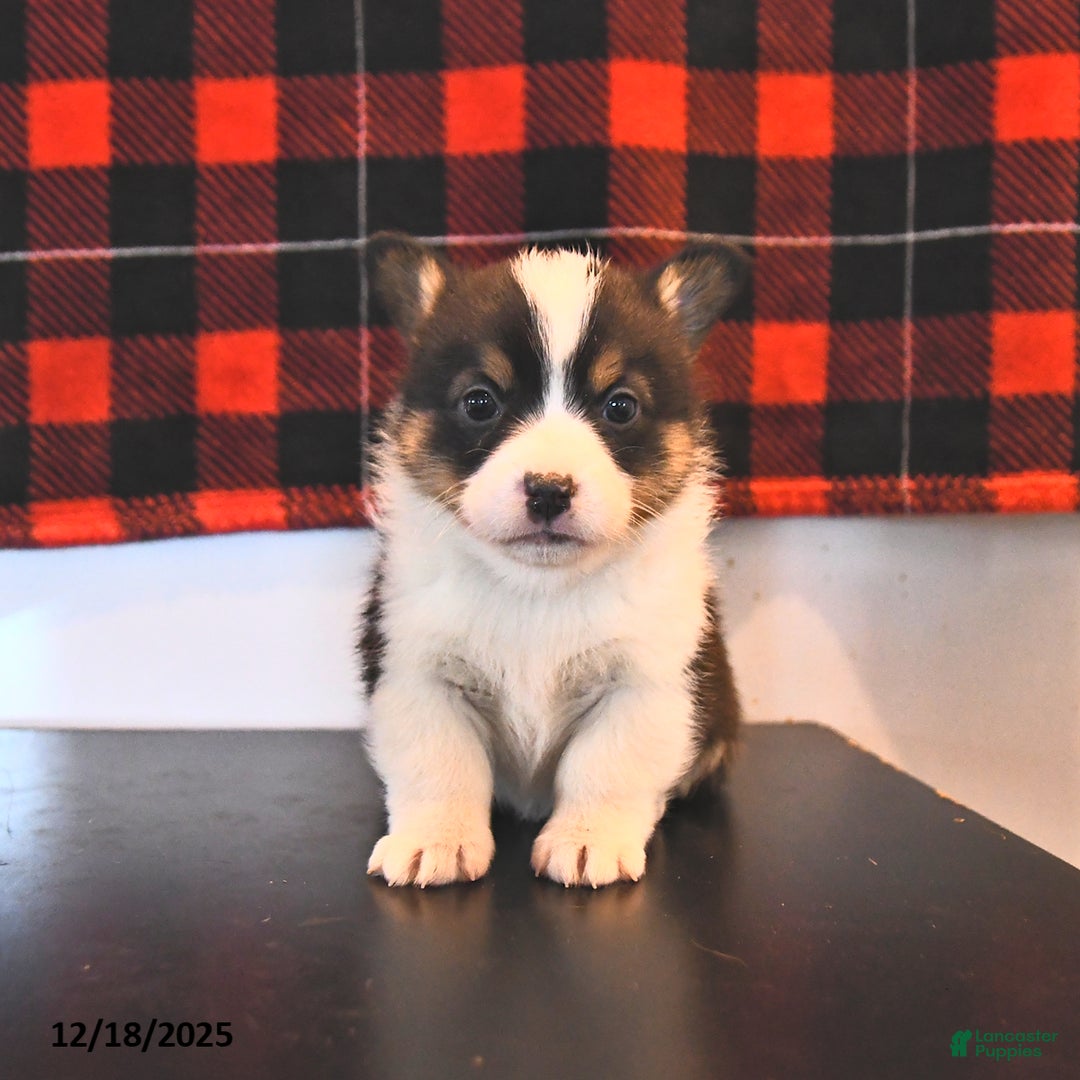 Welsh Corgi Pembroke dogs for sale: Genesis  - Ad 4