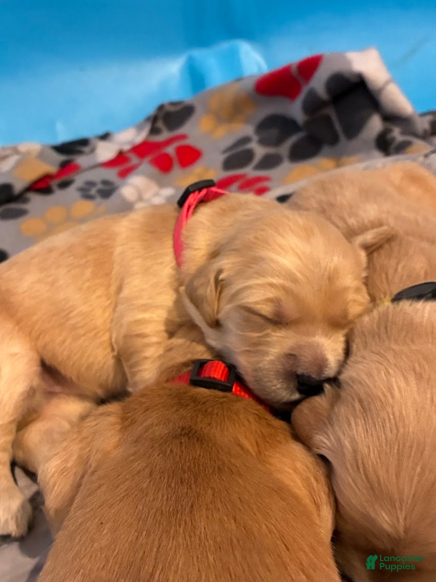 Golden Retriever dogs for sale: 3# Goose - Ad 5