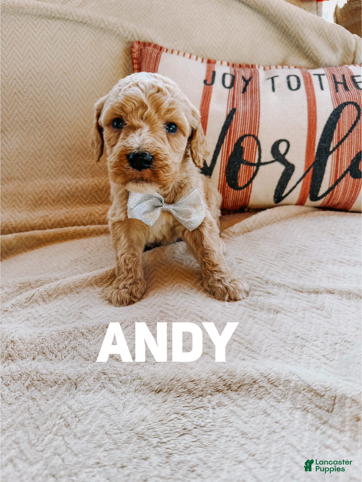 Goldendoodle dogs Andy - Ad 35