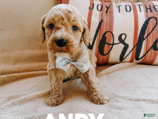 Goldendoodle dogs Andy - Ad 41