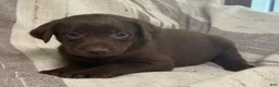 Labrador Retriever dogs for sale: Birch - Ad 6