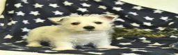 West Highland Terrier dogs for sale: Lucky  - Ad 4