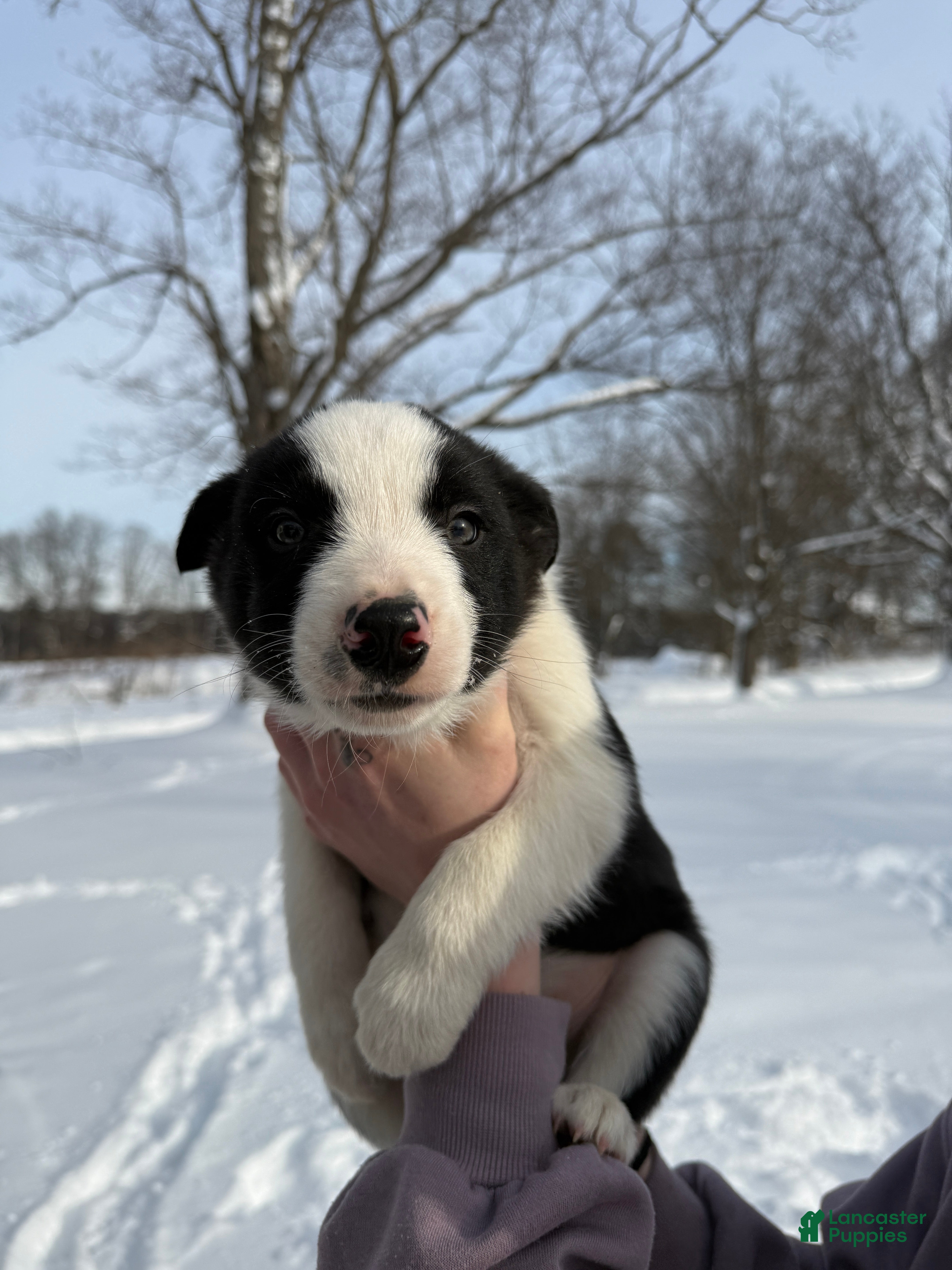 Border Collie dogs Male 2  - Ad 31