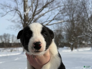 Border Collie dogs Male 2 - Ad 31