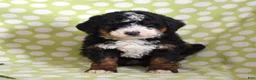 Bernedoodle dogs for sale: Granola  - Ad 2