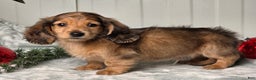 Miniature Dachshund dogs for sale: Shane - Ad 11