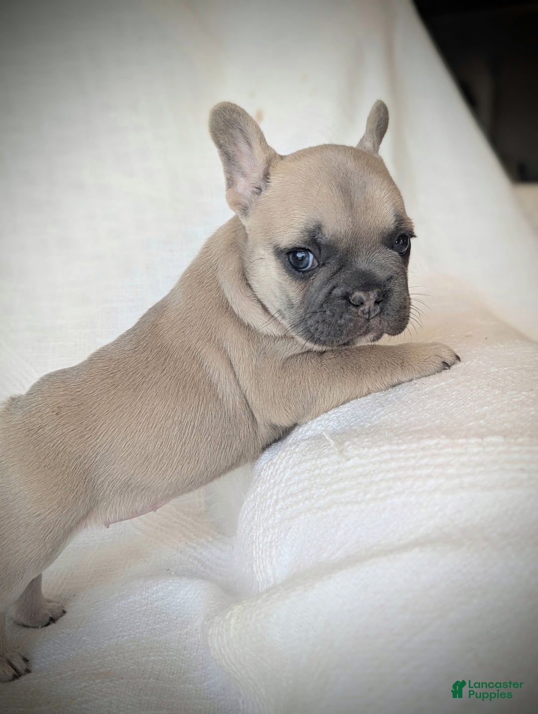 French Bulldog dogs for sale: Lemon - Ad 1