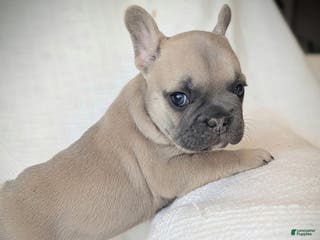 French Bulldog dogs Lemon - Ad 17