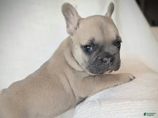 French Bulldog dogs Lemon - Ad 11