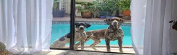 German Shorthaired Pointer dogs for sale: German Shorthaired Pointer 1 - Ad 4