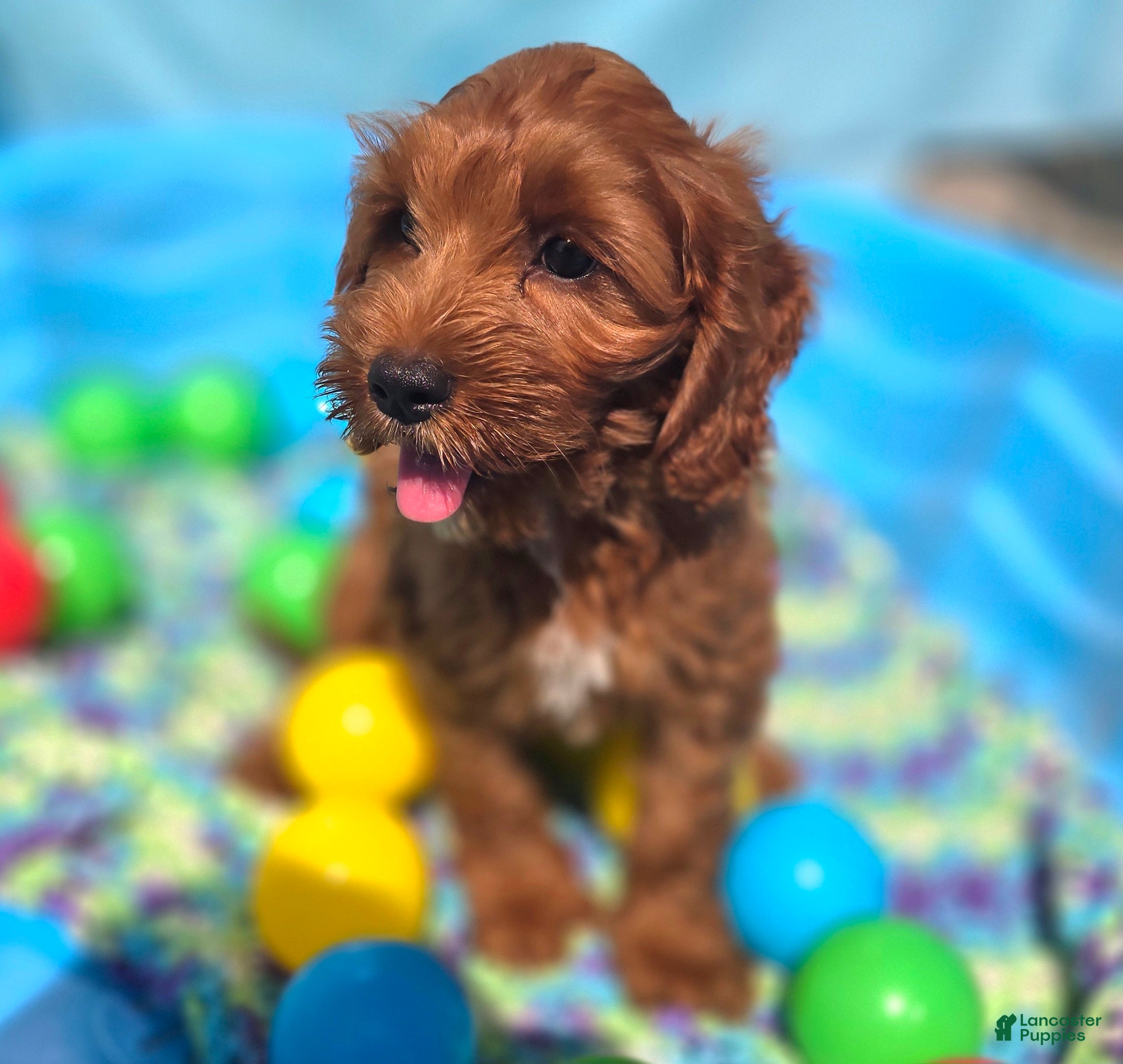 Cockapoo dogs Emily - Ad 17