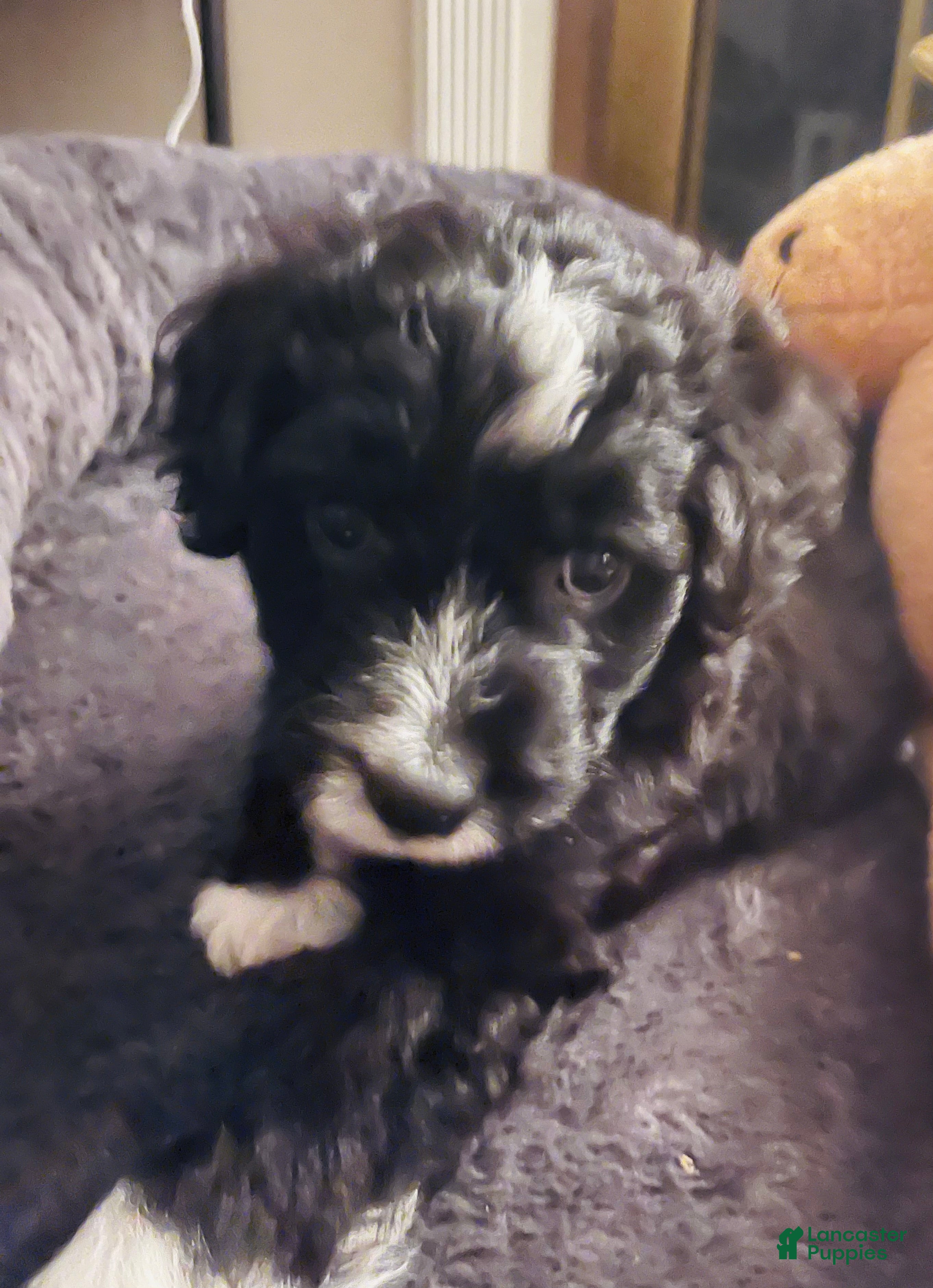 Aussiedoodle dogs Bo - Ad 7