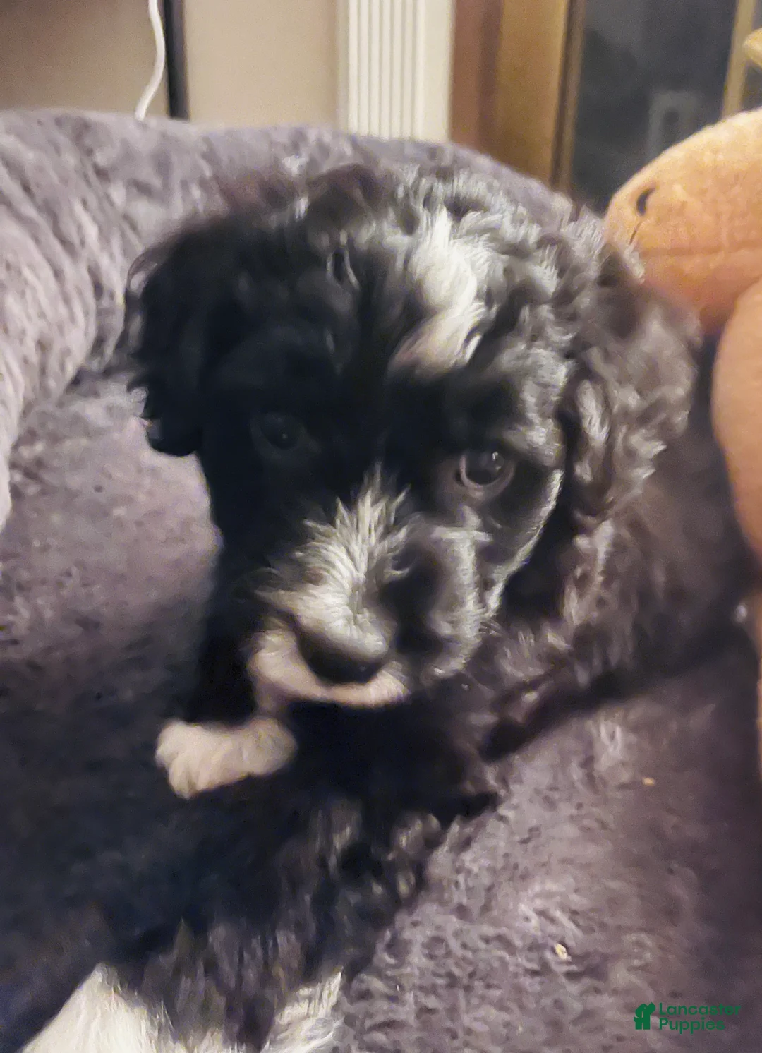Aussiedoodle dogs for sale: Bo - Ad 1