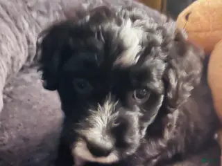 Aussiedoodle dogs Bo - Ad 7
