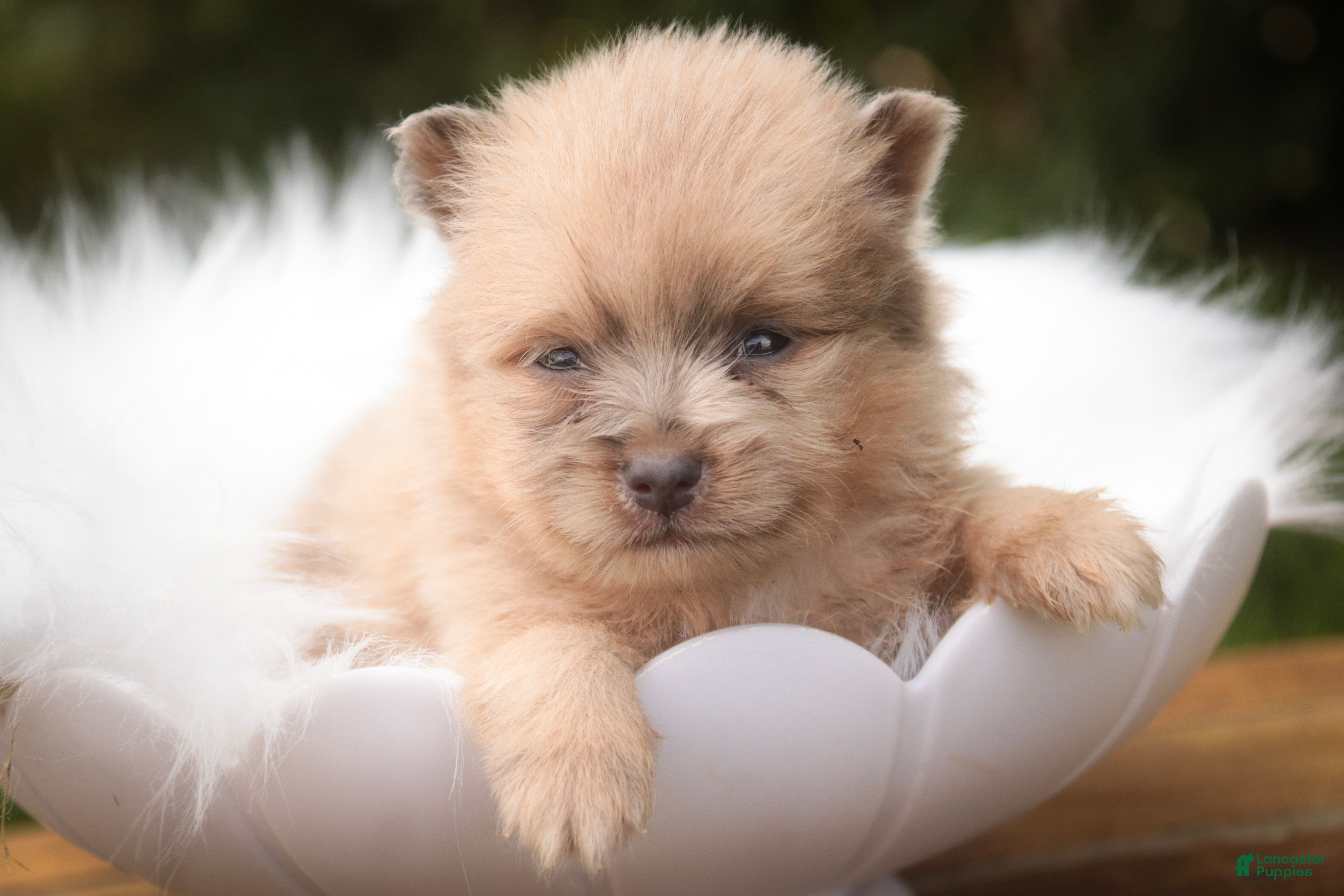 Pomeranian dogs Berlioz Pomeranian  - Ad 1