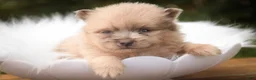 Pomeranian dogs for sale: Berlioz Pomeranian  - Ad 1