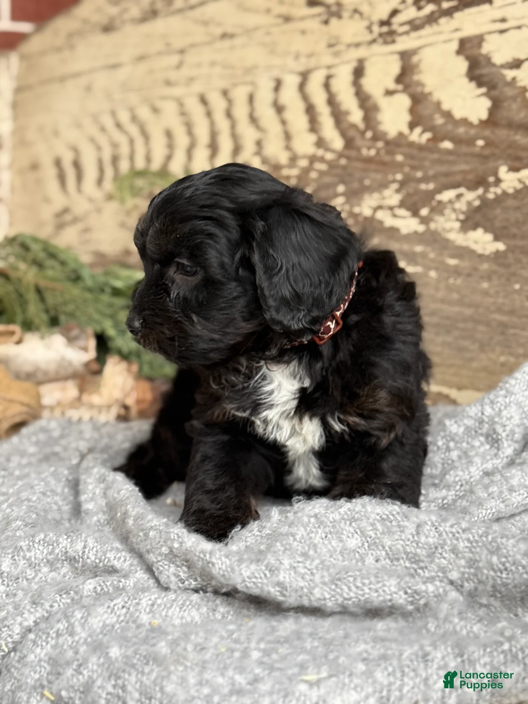 Mixed Breed dogs for sale: Wheeler - Ad 8
