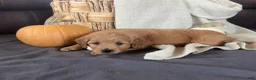 Mini Goldendoodle dogs for sale: Ranger - Ad 7