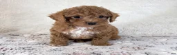Toy Poodle dogs for sale: Asher - Ad 5