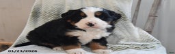 Bernese Mountain Dog dogs for sale: Tanner - Ad 2
