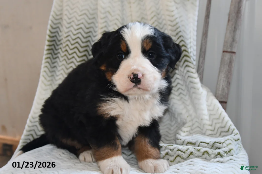 Bernese Mountain Dog dogs for sale: Tanner - Ad 2