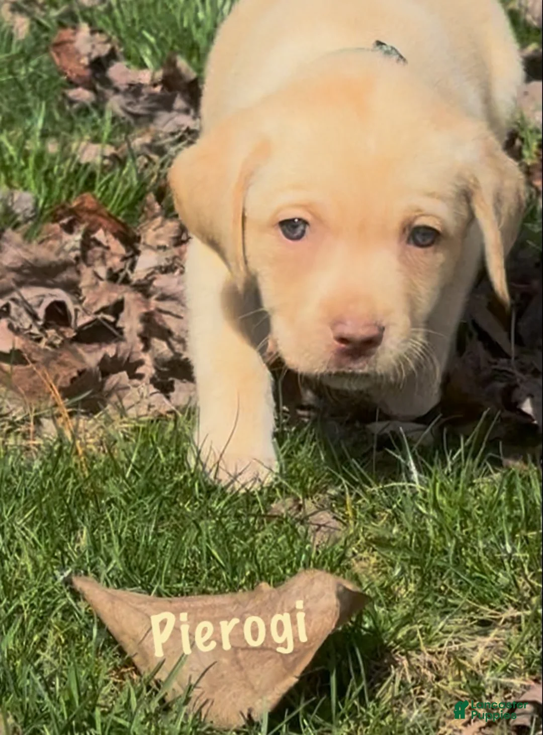 Labrador Retriever dogs for sale: Labrador Retriever Puppy 1 - Ad 2