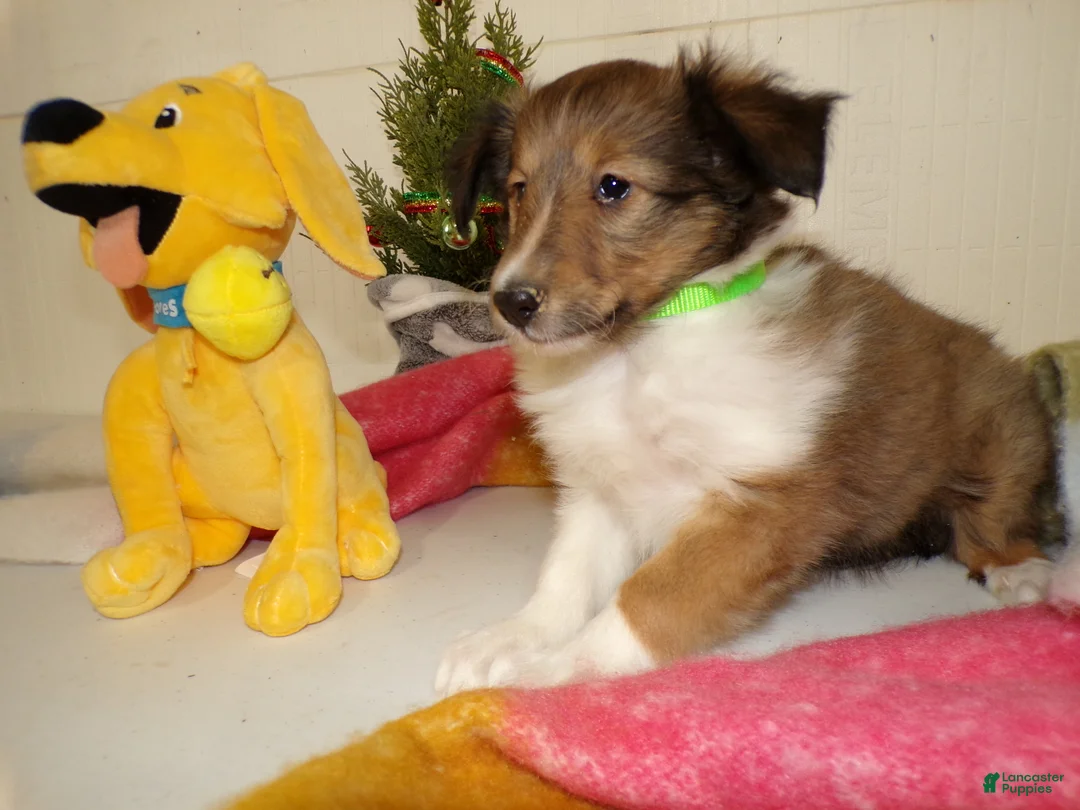 Shetland Sheepdog dogs for sale: Shetland Sheepdog Puppy 5 Tasha - Ad 2
