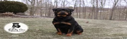 Rottweiler dogs for sale: Bruno - Ad 9