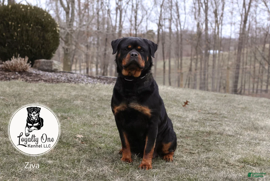 Rottweiler dogs for sale: Bruno - Ad 9