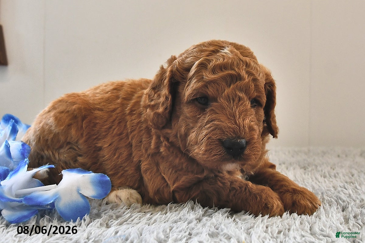 Mini Goldendoodle dogs Milo  - Ad 1