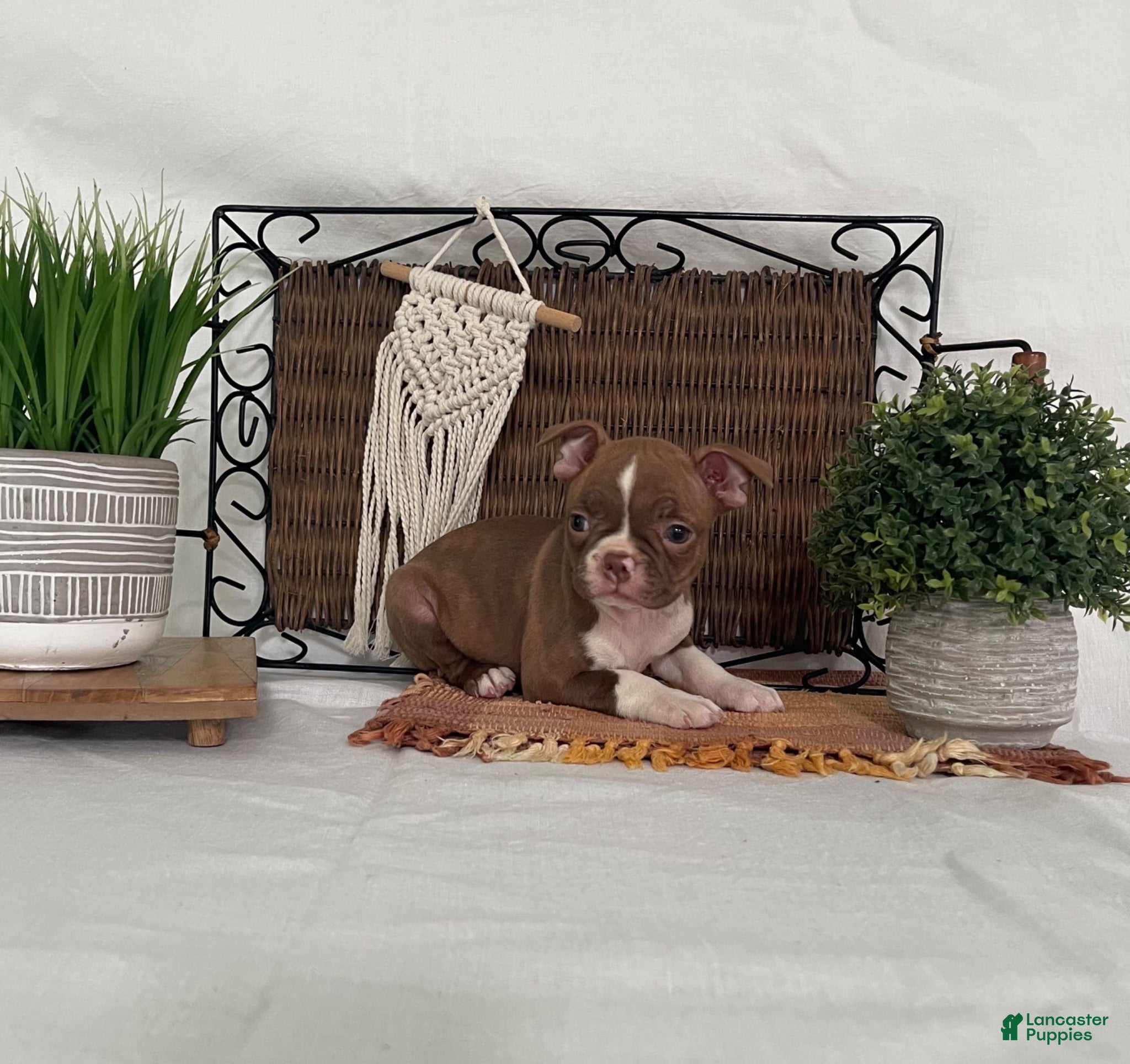 Boston Terrier dogs Daisy - Ad 1