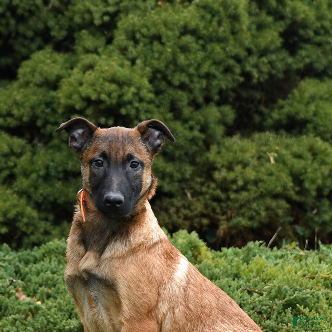 Belgian Malinois dogs for sale: Pablo  - Ad 4