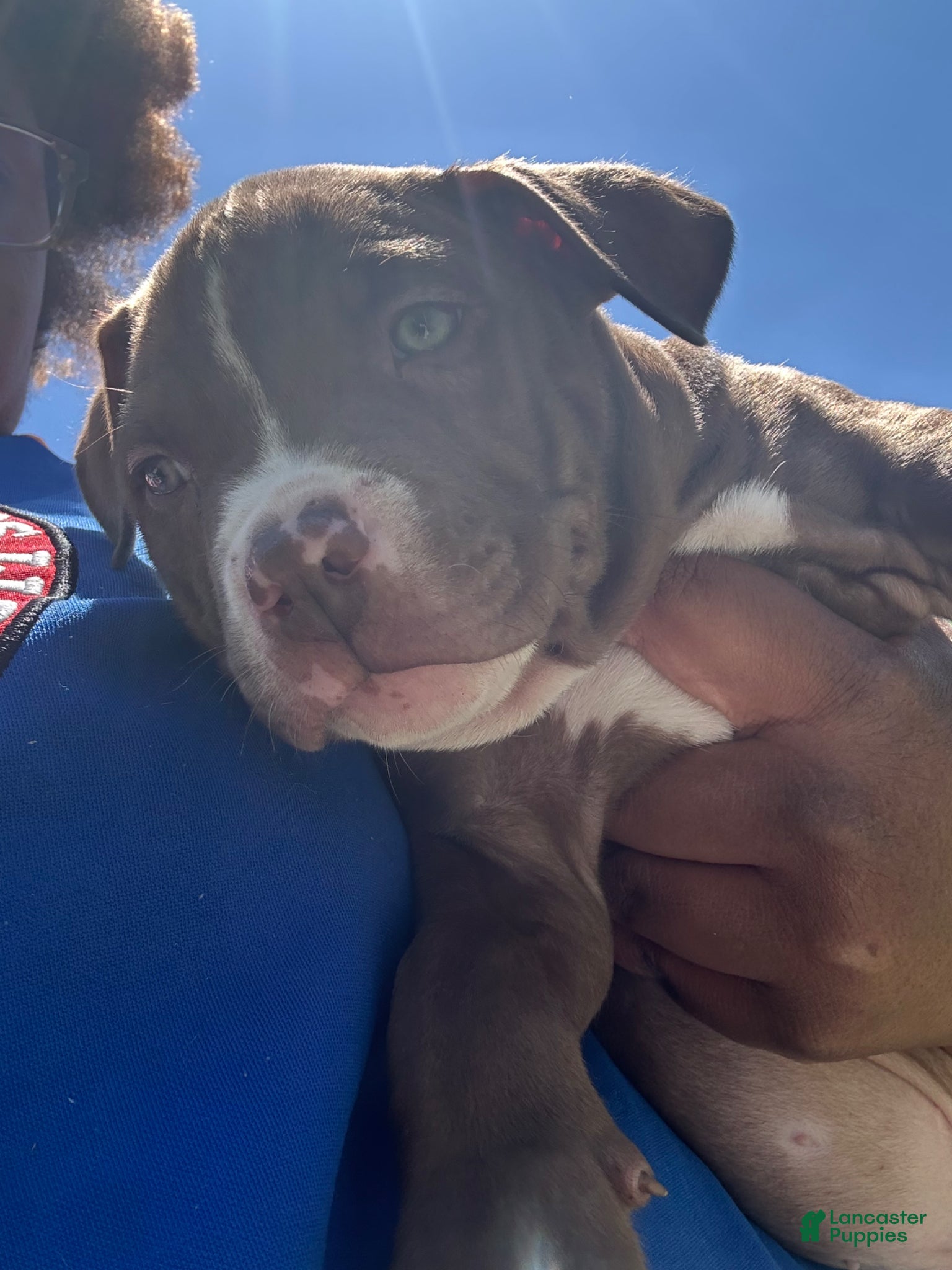 American Pit Bull Terrier dogs American Pit Bull Terrier Puppy 2 - Ad 8