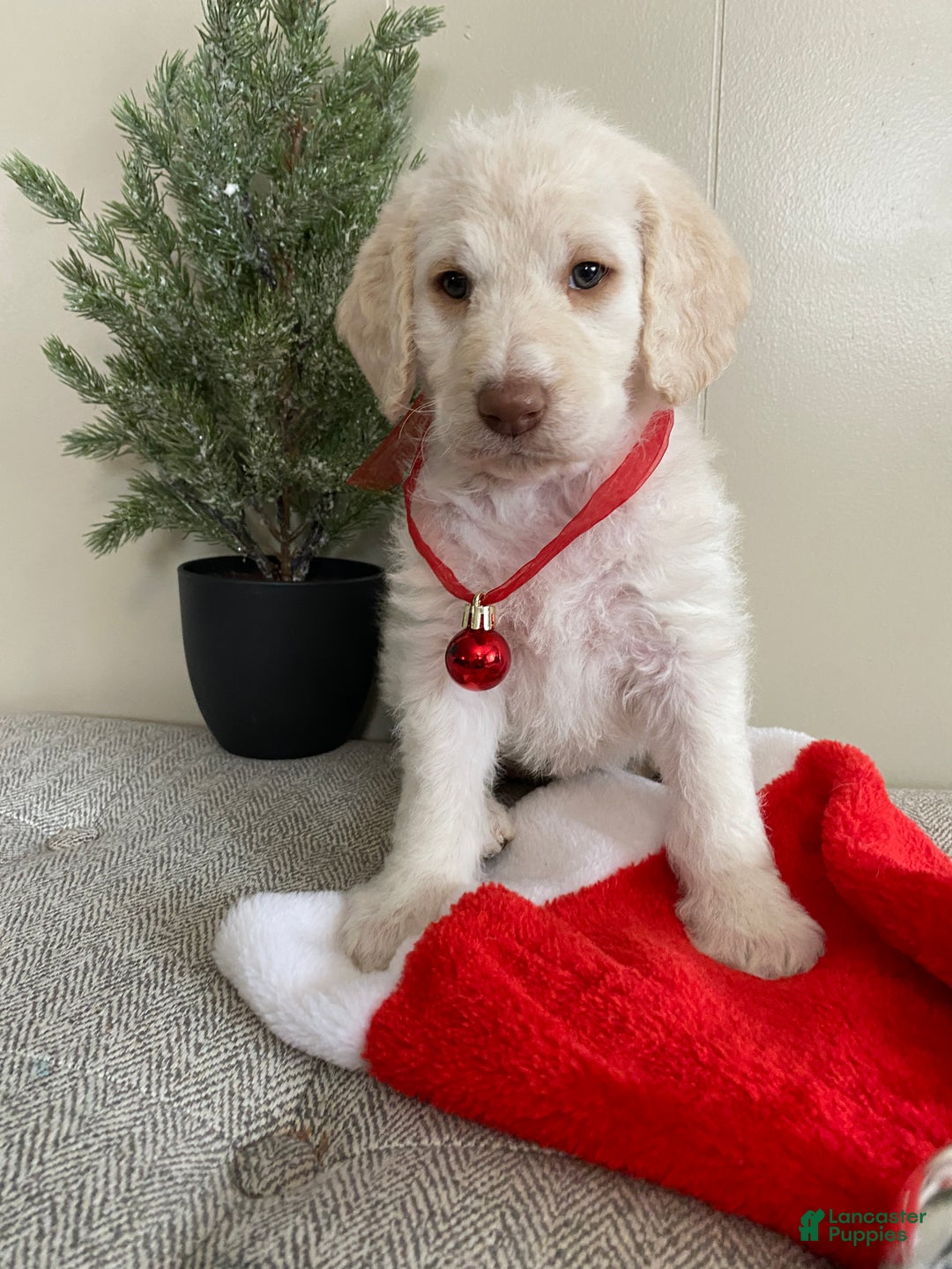 Labradoodle dogs for sale: Snowflake - Ad 13