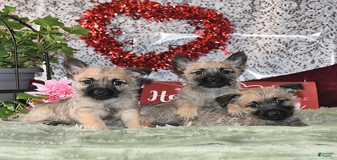 Gallery Image {{count}}