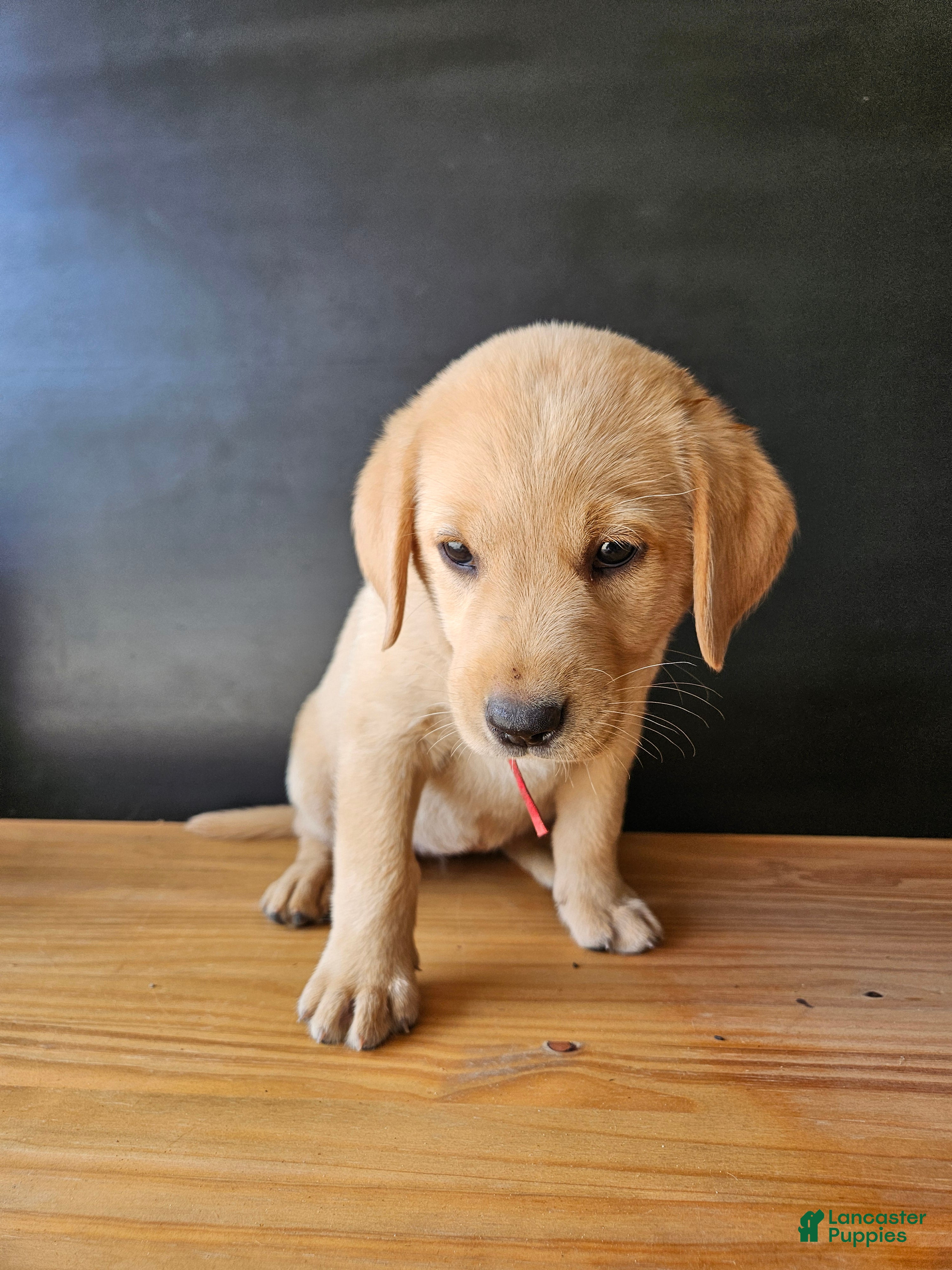 Labrador Retriever dogs Red - Ad 23