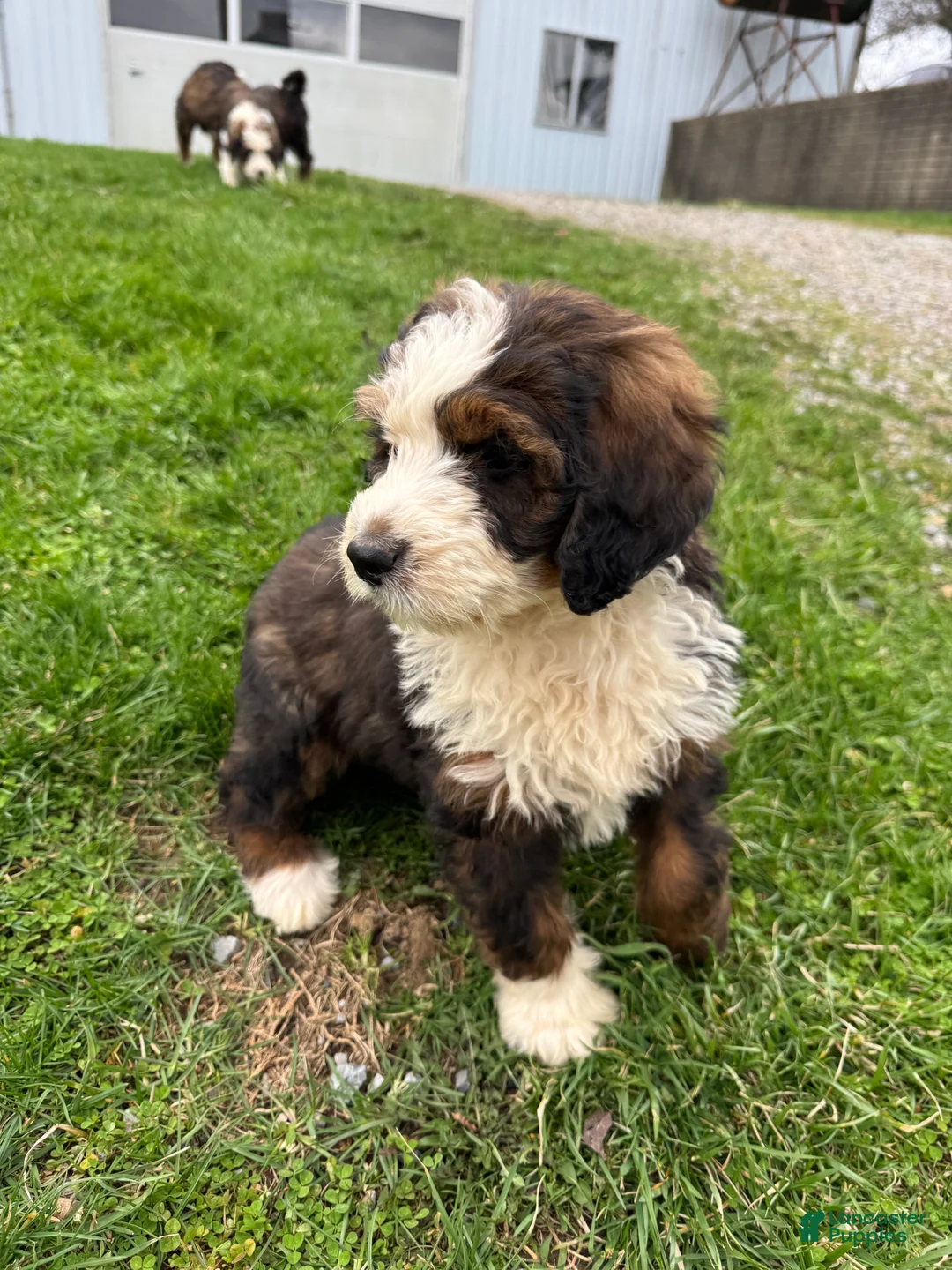 Bernedoodle dogs for sale: Eli - Ad 2